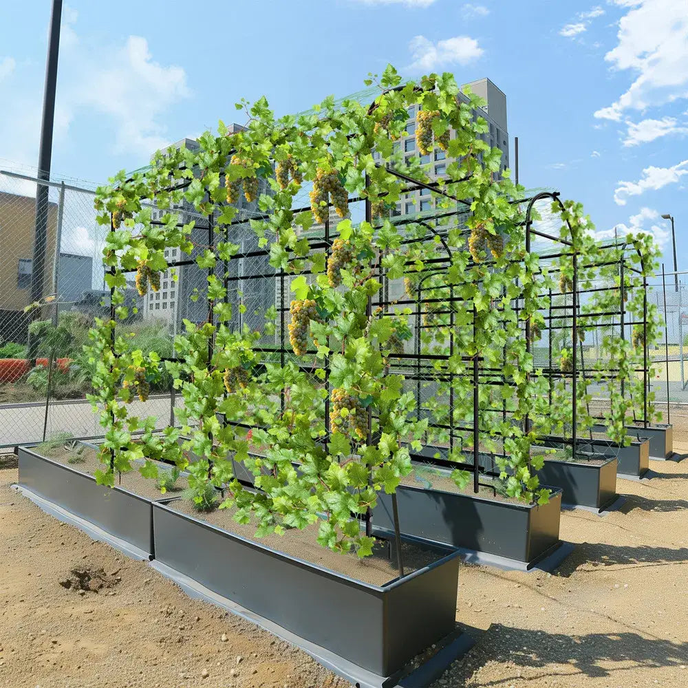 Black metal garden plant trellis with tall u-shaped design supporting lush green vines and yellow grapes in planters