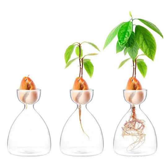 Decorbites transparent glass avocado seed starter vases showing green leaves and visible roots for seed starter use