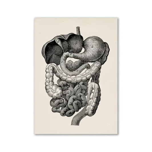 Decorbites™ vintage anatomy artwork canvas featuring detailed black and white human digestive system illustration on canvas