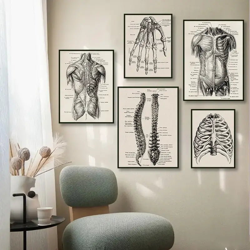 Set of five framed vintage anatomy art prints featuring detailed black-and-white human musculature and skeletal illustrations