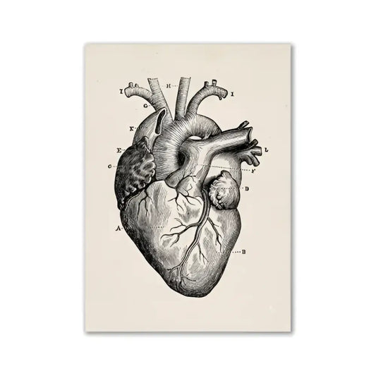 Decorbites™ vintage anatomy canvas art print featuring detailed labeled anatomical heart diagram on beige textured background
