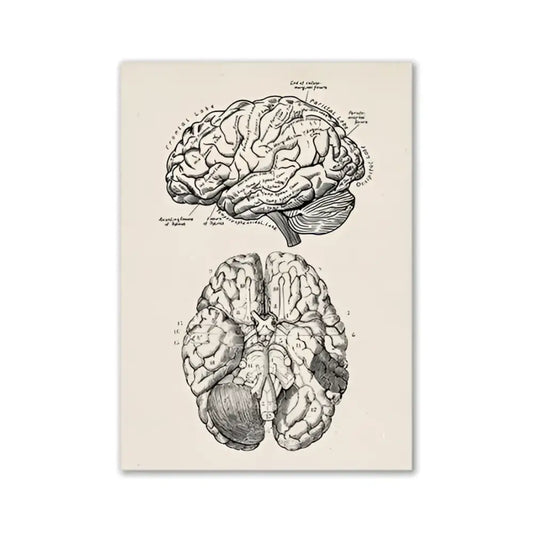 Anatomical brain illustration print by DecorBites™ featuring detailed black ink on cream vintage anatomy wall art