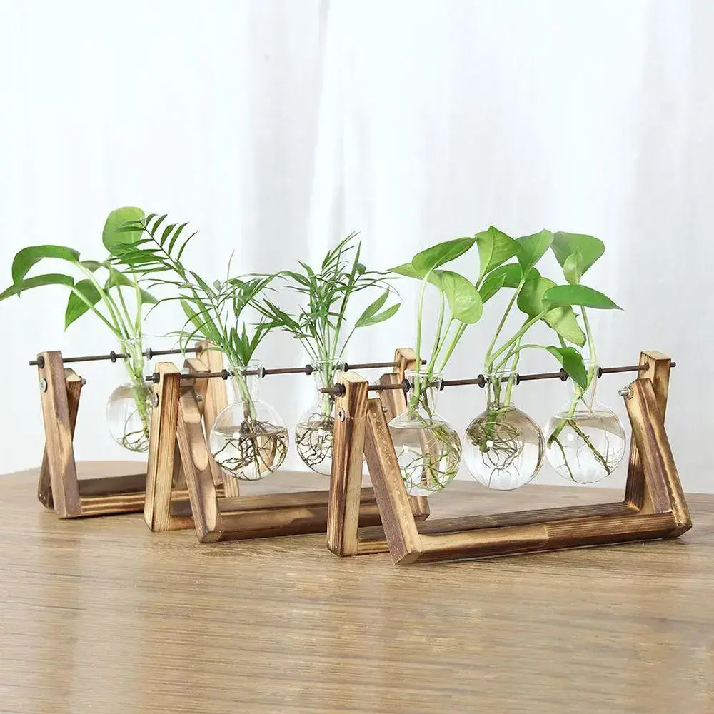 Set of five clear glass vase hydroponic plants with visible roots on rustic wooden bonsai flower pot stands