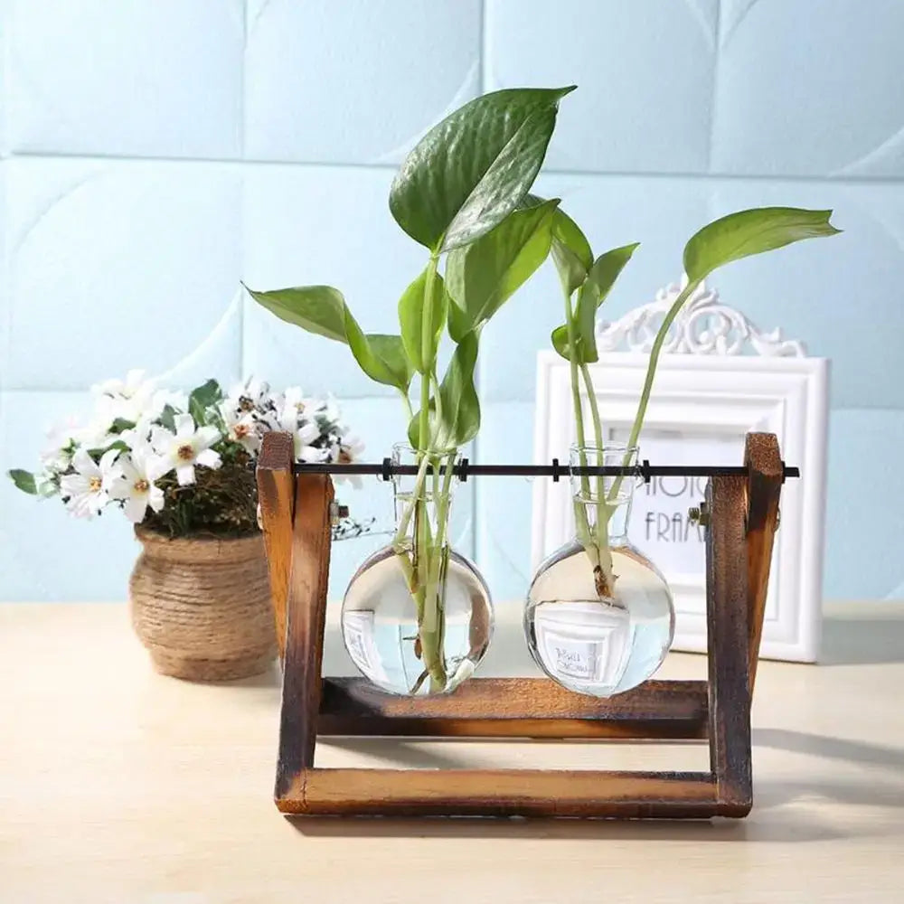 DecorBites™ vintage glass vase tray with wooden stand holding two clear hydroponic plant spheres for bonsai flower pot use