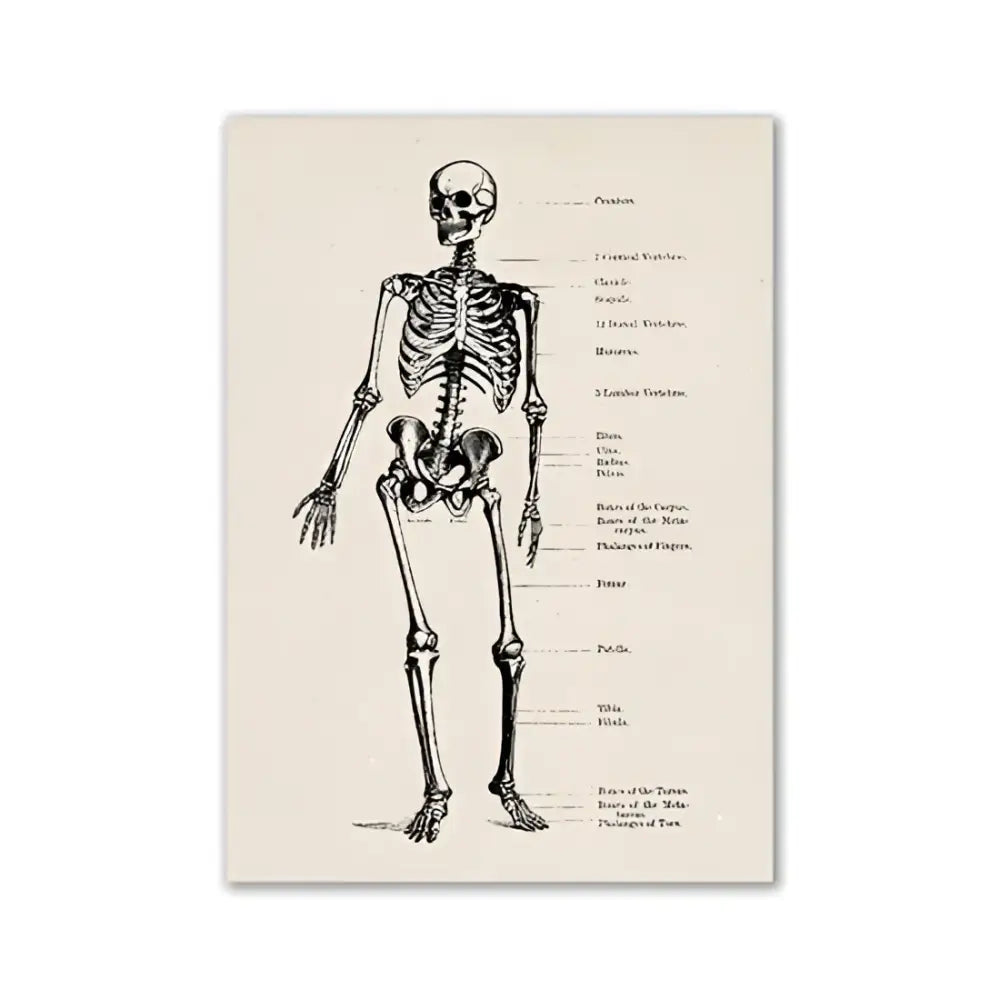 Decorbites™ vintage human anatomy canvas art print features a black ink anatomical skeleton diagram on aged off-white paper
