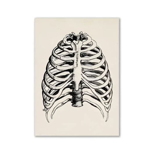 DecorBites vintage human anatomy canvas art print featuring black ink line art of a human ribcage on off-white paper
