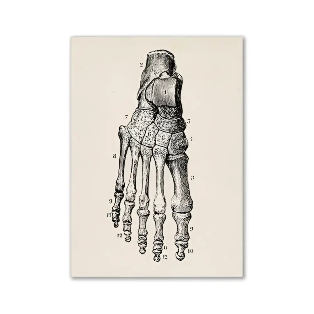 Anatomical illustration print of a human foot skeleton on textured off-white paper vintage human anatomy canvas art print
