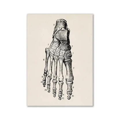 Anatomical illustration print of a human foot skeleton on textured off-white paper vintage human anatomy canvas art print