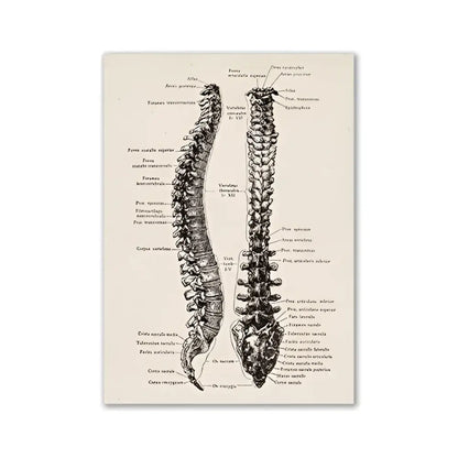 DecorBites™ vintage human anatomy canvas art print featuring detailed black ink illustration of the human spine on beige
