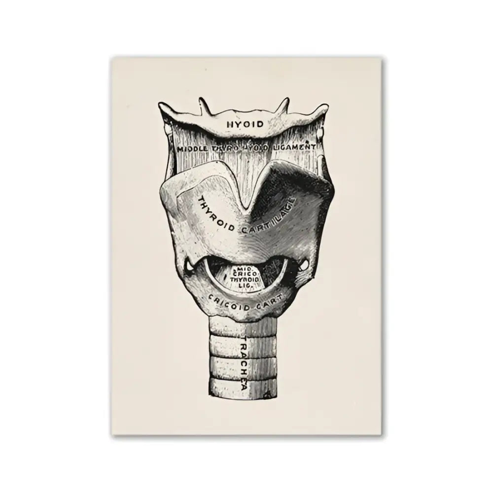 DecorBites™ vintage human anatomy canvas art print featuring detailed black ink illustration of the human larynx on beige textured paper