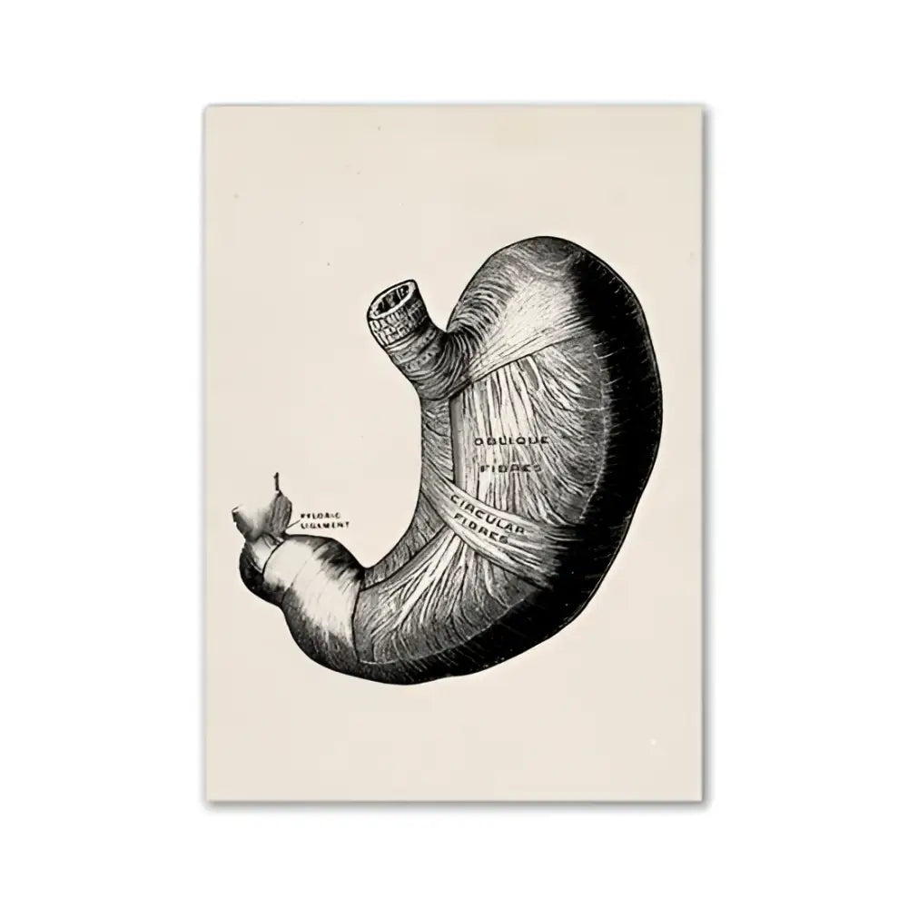 DecorBites™ vintage human anatomy canvas art print featuring a black ink anatomical human stomach illustration