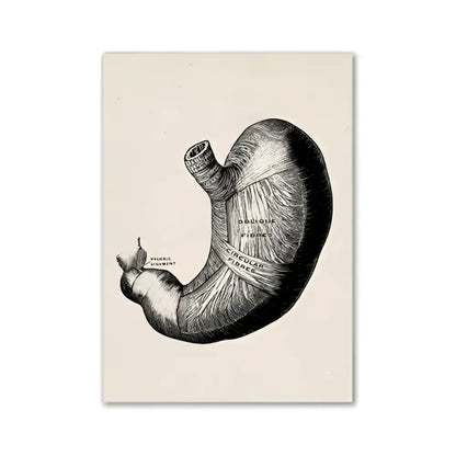 DecorBites™ vintage human anatomy canvas art print featuring a black ink anatomical human stomach illustration
