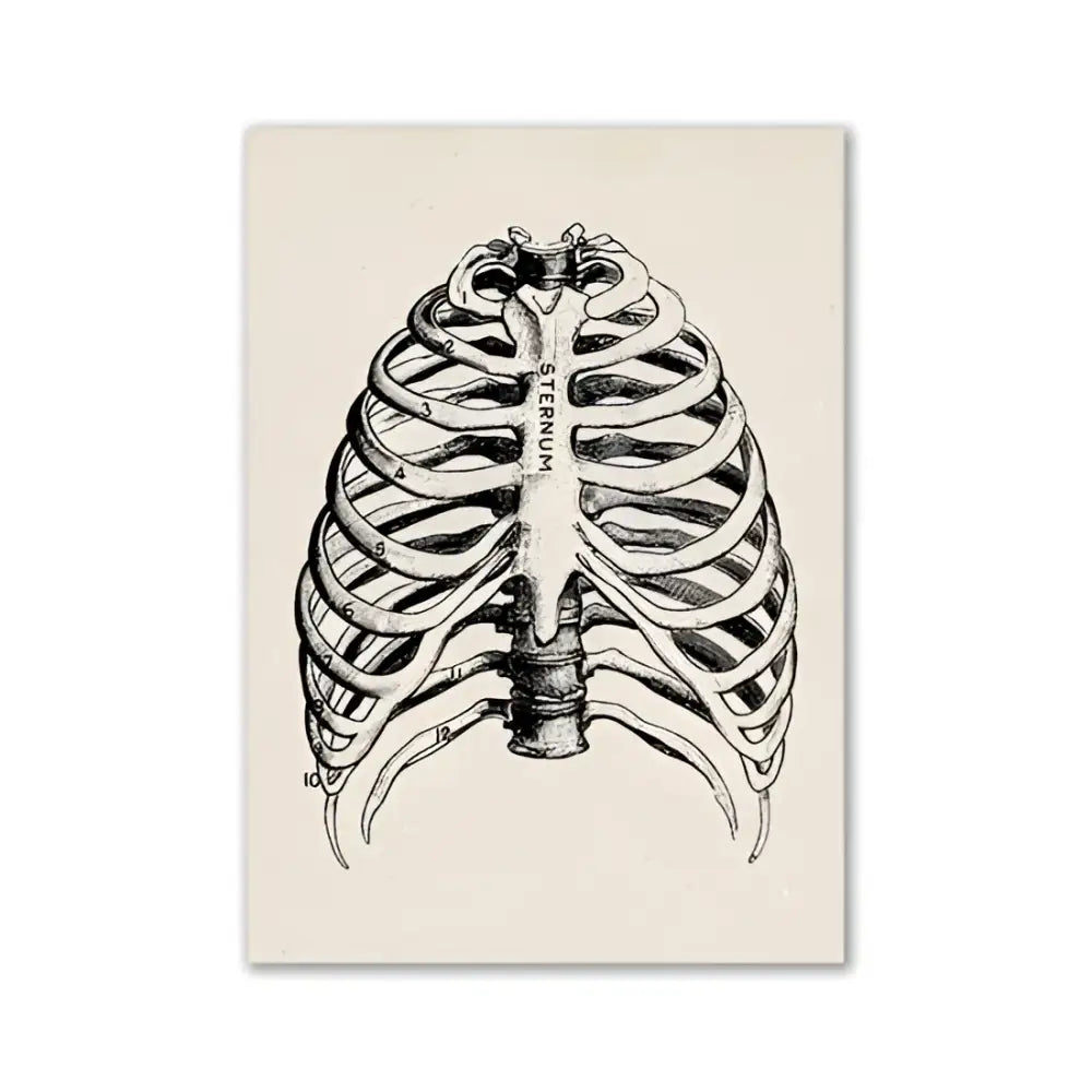 DecorBites™ vintage human anatomy canvas art print featuring detailed black ink ribcage illustration on off-white paper