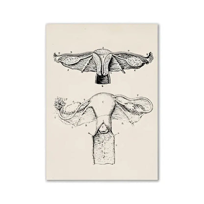 Decorbites™ vintage human anatomy canvas art print featuring detailed black ink illustration of female reproductive system