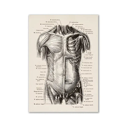 Decorbites™ vintage human anatomy canvas art print featuring black ink anatomical illustration of human torso muscles and organs on aged paper