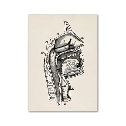 Decorbites™ vintage human anatomy canvas art print featuring a detailed black ink cross-section of the human head and neck