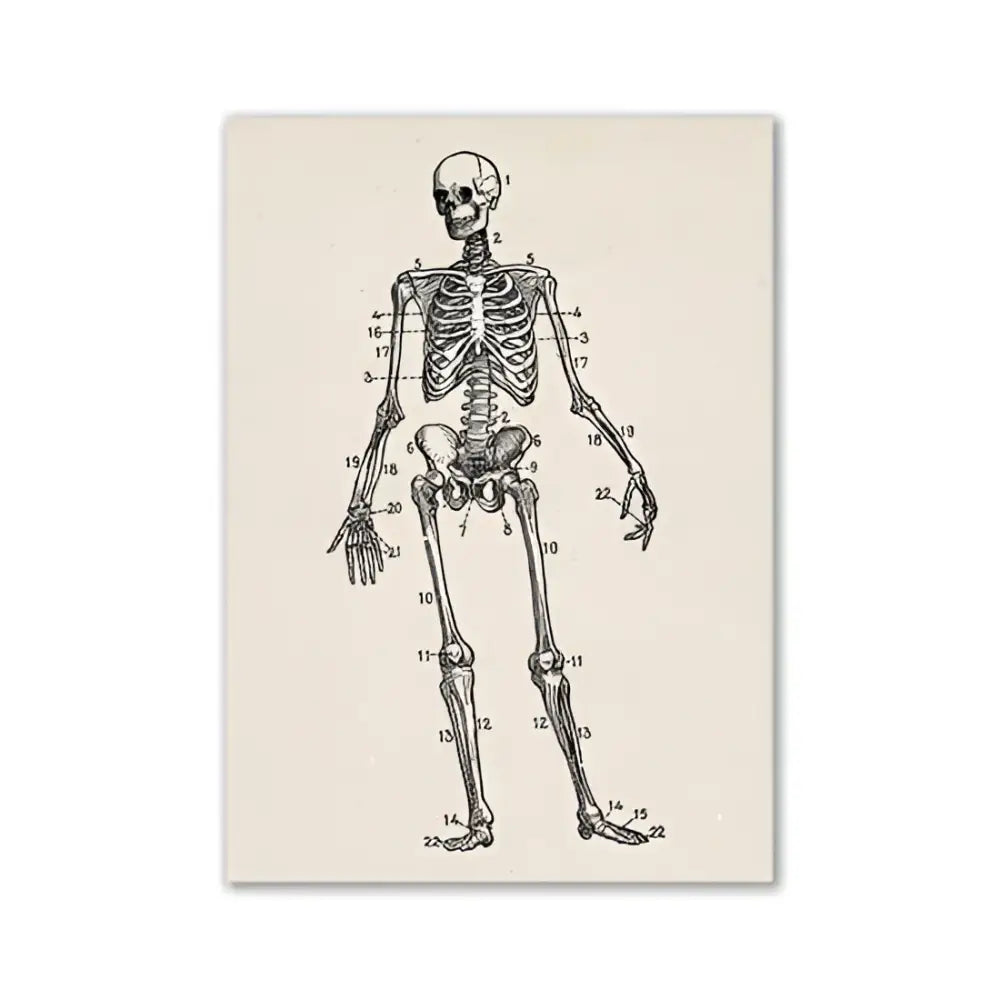 Decorbites™ vintage human anatomy canvas art print featuring a numbered anatomical human skeleton on off-white paper