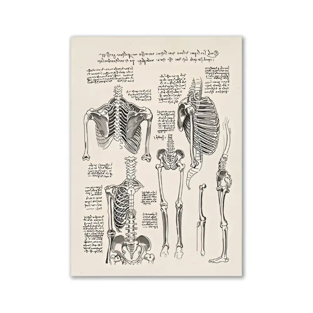 DecorBites™ vintage human anatomy canvas art print featuring detailed sepia toned anatomical skeleton illustrations