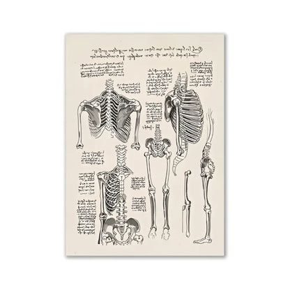 DecorBites™ vintage human anatomy canvas art print featuring detailed sepia toned anatomical skeleton illustrations