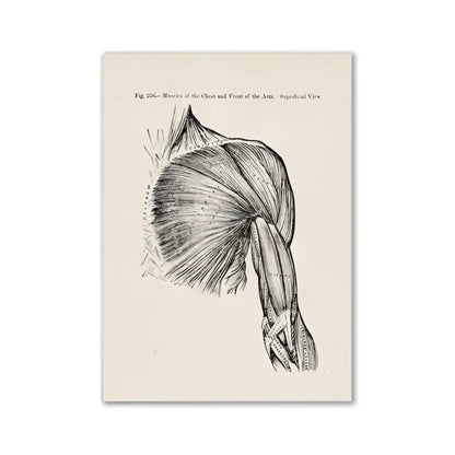 DecorBites™ vintage human anatomy canvas art print featuring detailed black and white chest and arm muscles sketch