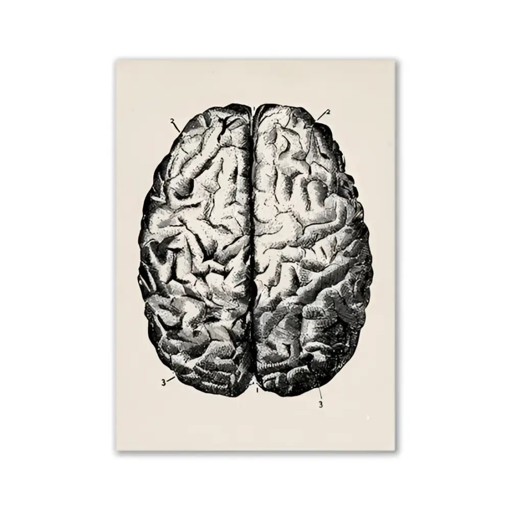DecorBites™ vintage human anatomy canvas art print with detailed black ink brain illustration on cream background