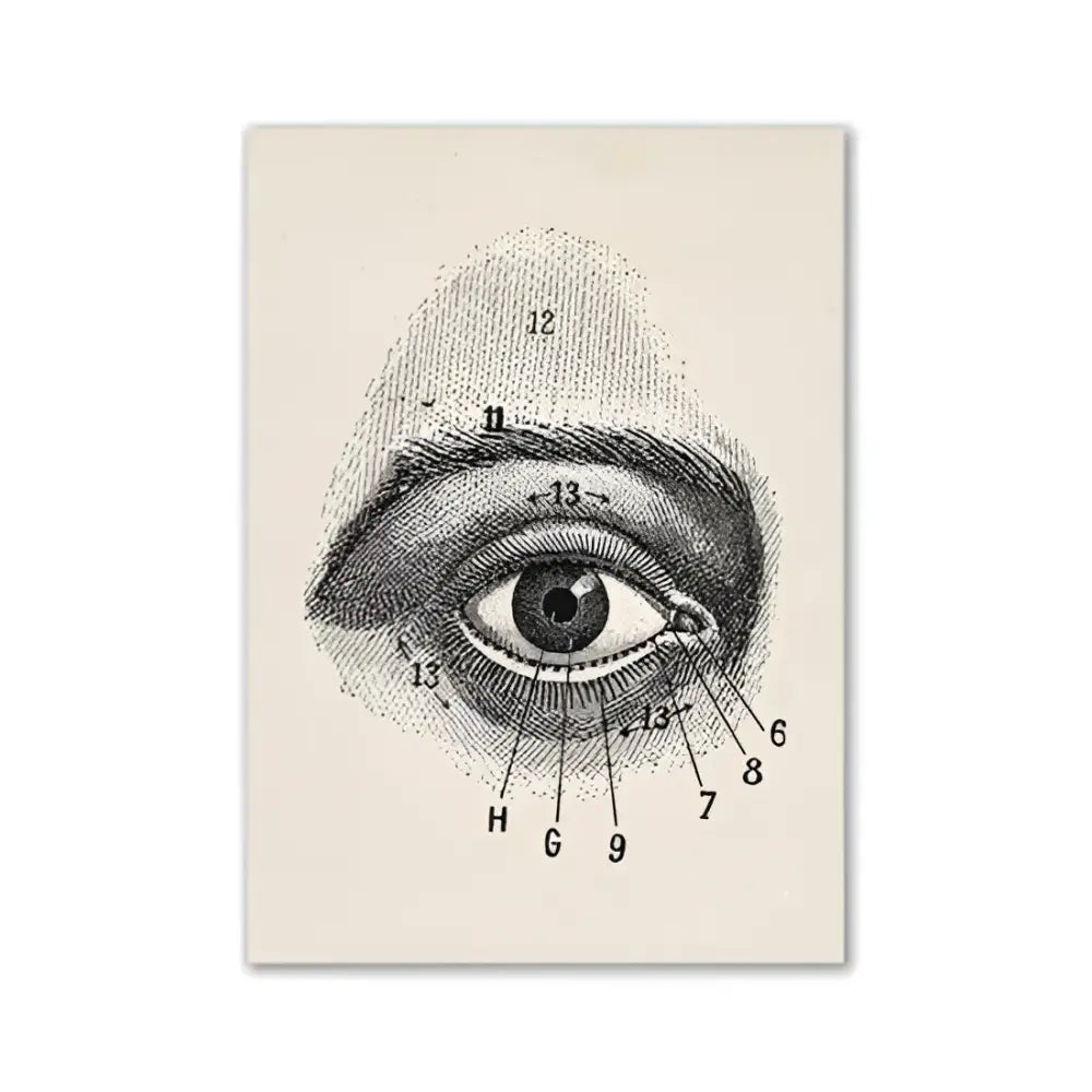 Anatomical eye diagram print with numbered labels on cream background vintage human anatomy canvas art by DecorBites