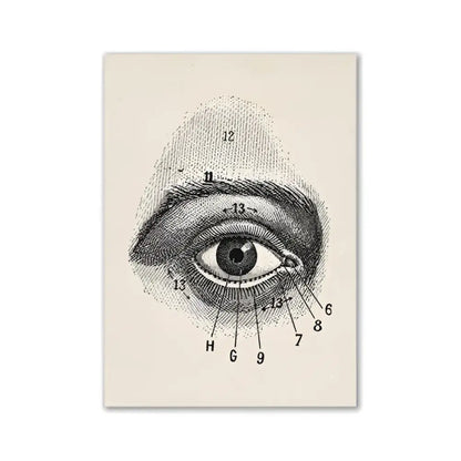 Anatomical eye diagram print with numbered labels on cream background vintage human anatomy canvas art by DecorBites