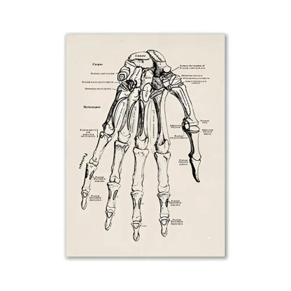Decorbites™ vintage human anatomy canvas art print featuring an anatomical hand skeleton diagram on off-white paper