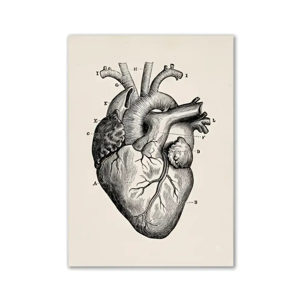DecorBites™ vintage human anatomy canvas art print featuring a beige anatomical heart diagram with detailed labeled sections