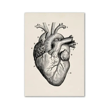 DecorBites™ vintage human anatomy canvas art print featuring a beige anatomical heart diagram with detailed labeled sections