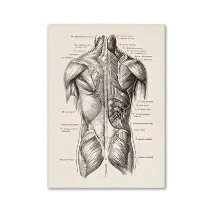 Decorbites™ vintage human anatomy canvas art print featuring detailed black ink back muscle diagram on aged off-white paper