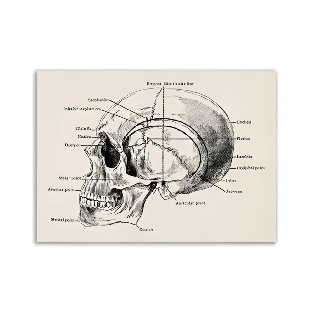 DecorBites™ vintage human anatomy canvas art print featuring anatomical skull diagram with labeled bone landmarks on beige background