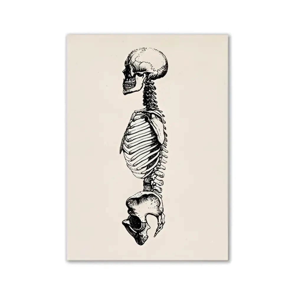 Detailed black-and-white vintage human anatomy skeleton illustration on off-white canvas in decorbites™ art print