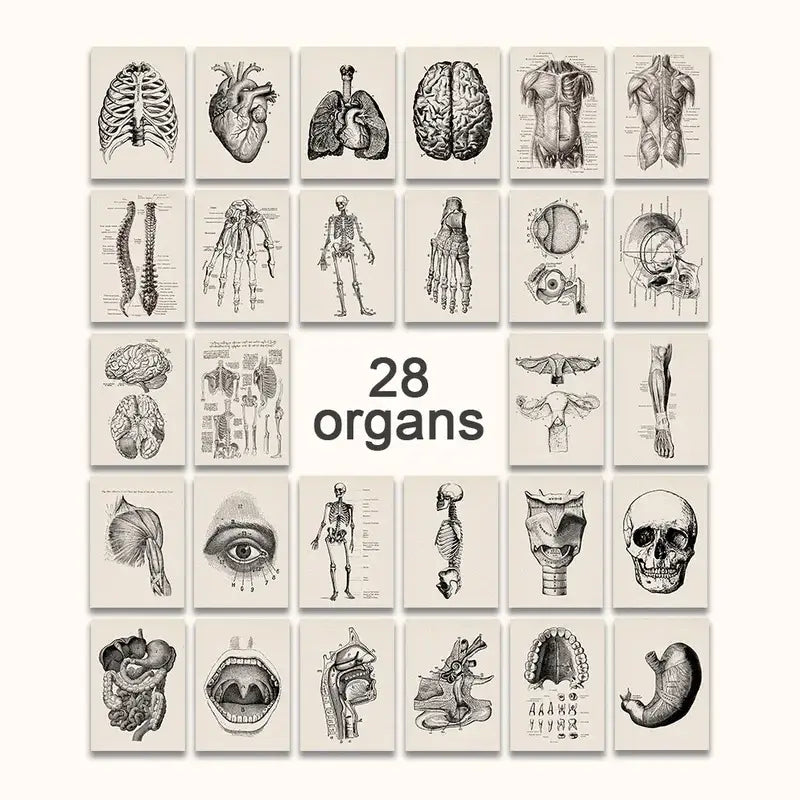 Set of 28 vintage human anatomy posters in sepia ink on off-white paper by decorbites™ for wall decor