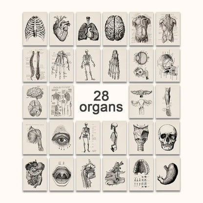 Set of 28 vintage human anatomy posters in sepia ink on off-white paper by decorbites™ for wall decor