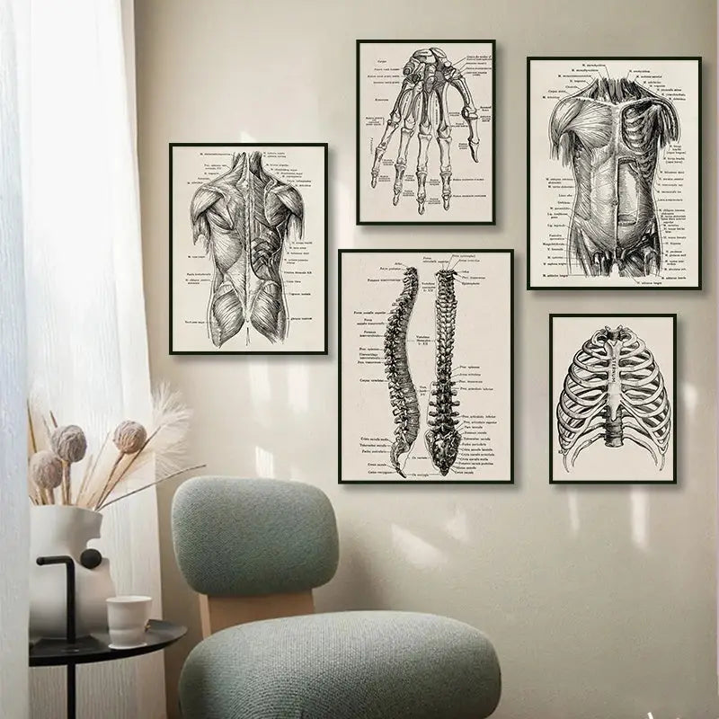 Set of five framed vintage human anatomy black and white illustrations in DecorBites™ canvas art print