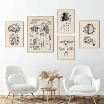 Set of five vintage human anatomy posters with black and white illustrations on beige paper in light wood frames