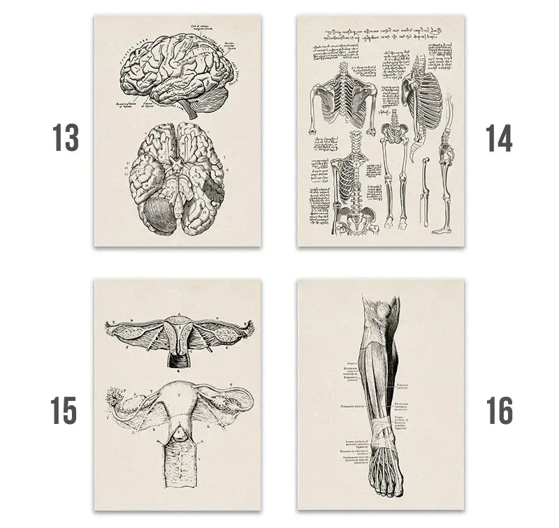 Set of four vintage human anatomy canvas art prints featuring detailed black and white illustrations on off white paper