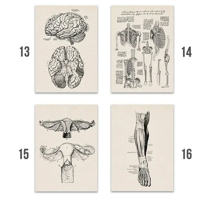 Set of four vintage human anatomy canvas art prints featuring detailed black and white illustrations on off white paper