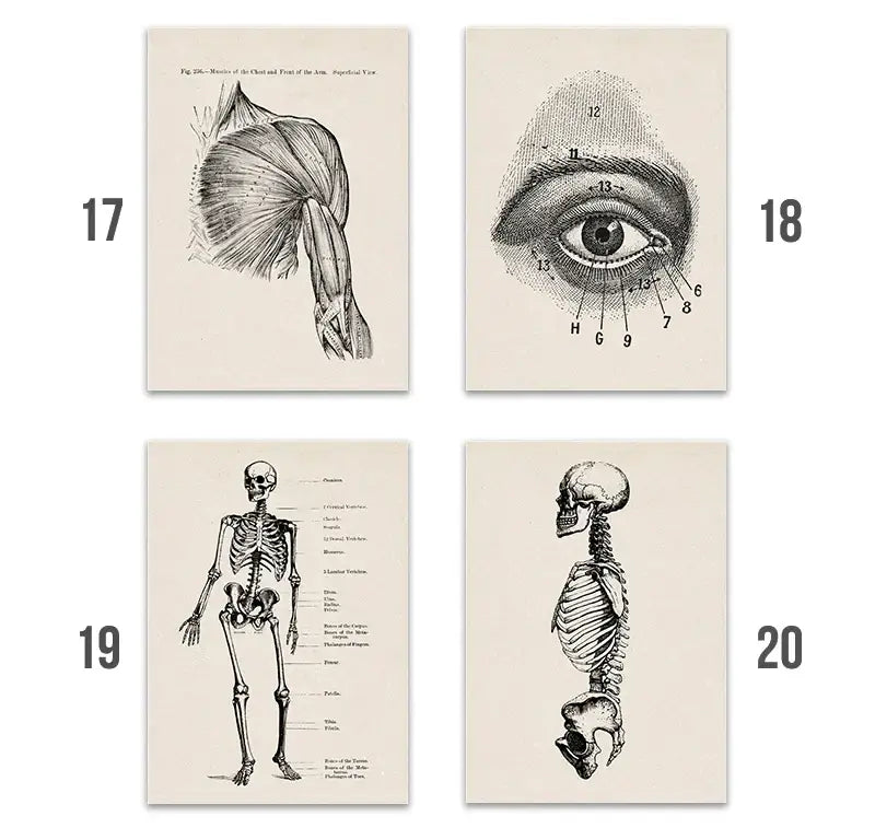Set of four DecorBites™ vintage human anatomy canvas art prints featuring detailed black and white illustrations on off-white paper