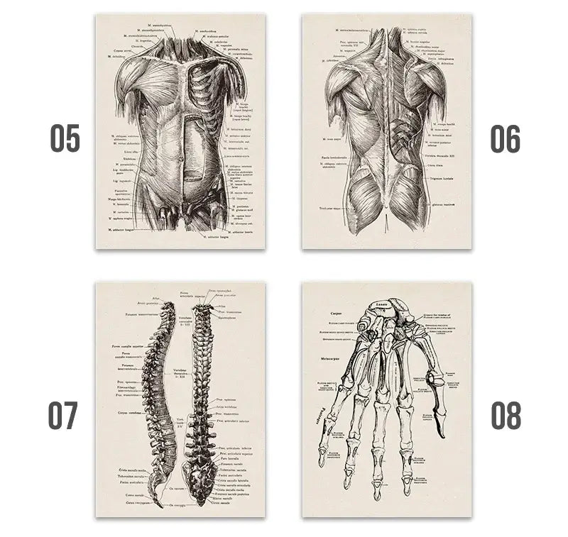 Set of four vintage human anatomy canvas art prints featuring black and white detailed muscle and skeleton illustrations