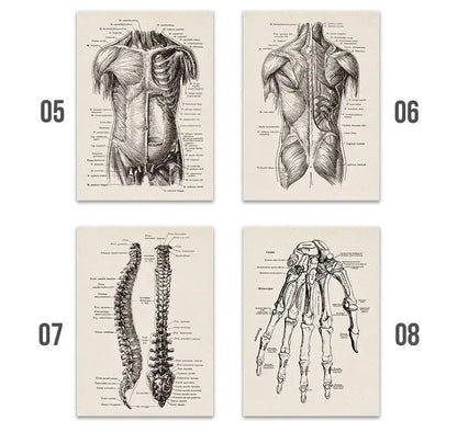 Set of four vintage human anatomy canvas art prints featuring black and white detailed muscle and skeleton illustrations