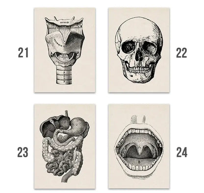 Set of four decorbites™ vintage human anatomy canvas art prints with detailed black and white illustrations on off-white paper