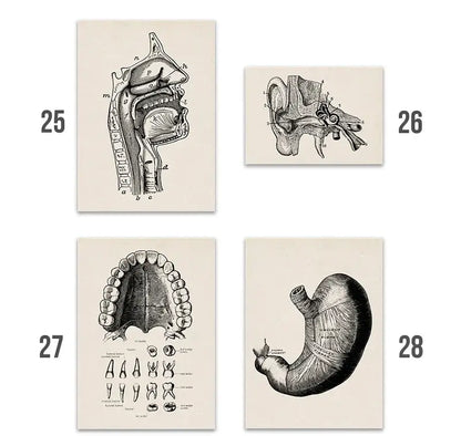 Set of four decorbites™ vintage human anatomy canvas art prints featuring black-and-white mouth ear teeth and stomach illustrations
