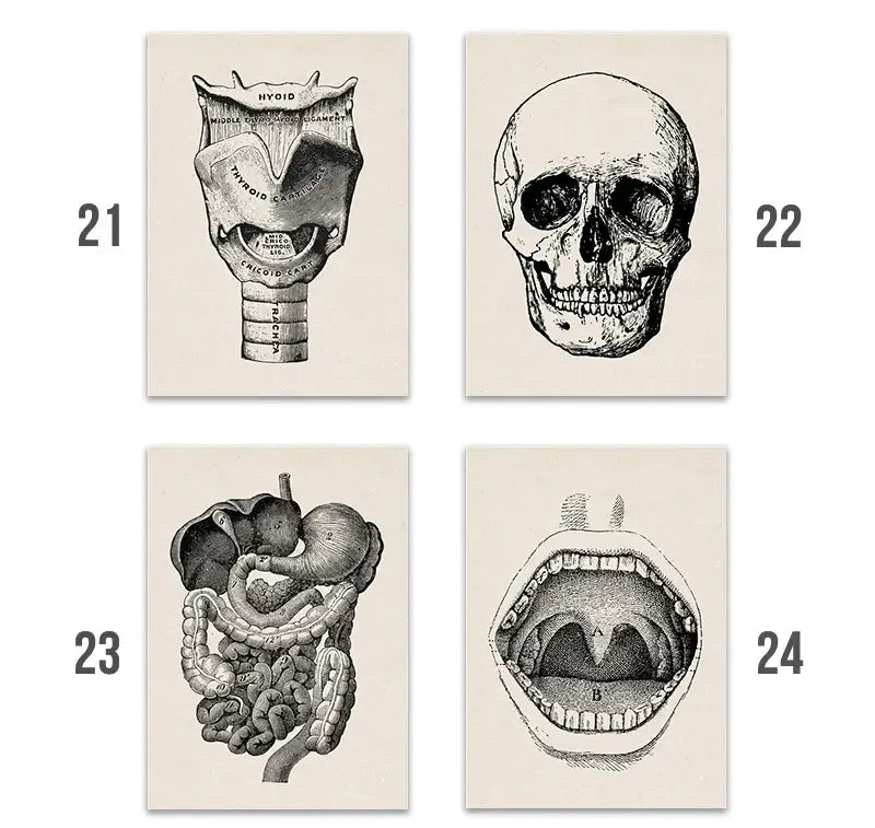 Set of four decorbites™ vintage human anatomy canvas art prints featuring detailed black and white illustrations on off-white paper