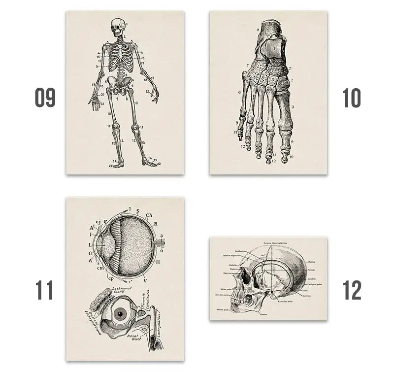 Set of four vintage human anatomy canvas art prints with detailed black and white illustrations on off white paper