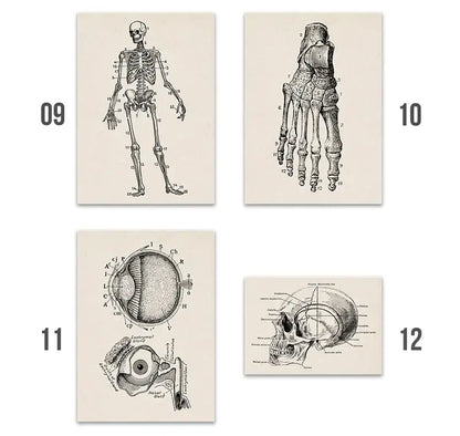 Set of four vintage human anatomy canvas art prints with detailed black and white illustrations on off white paper
