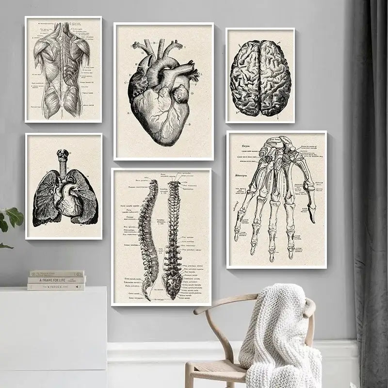 Set of six framed vintage human anatomy black and white canvas art prints featuring detailed anatomical diagrams