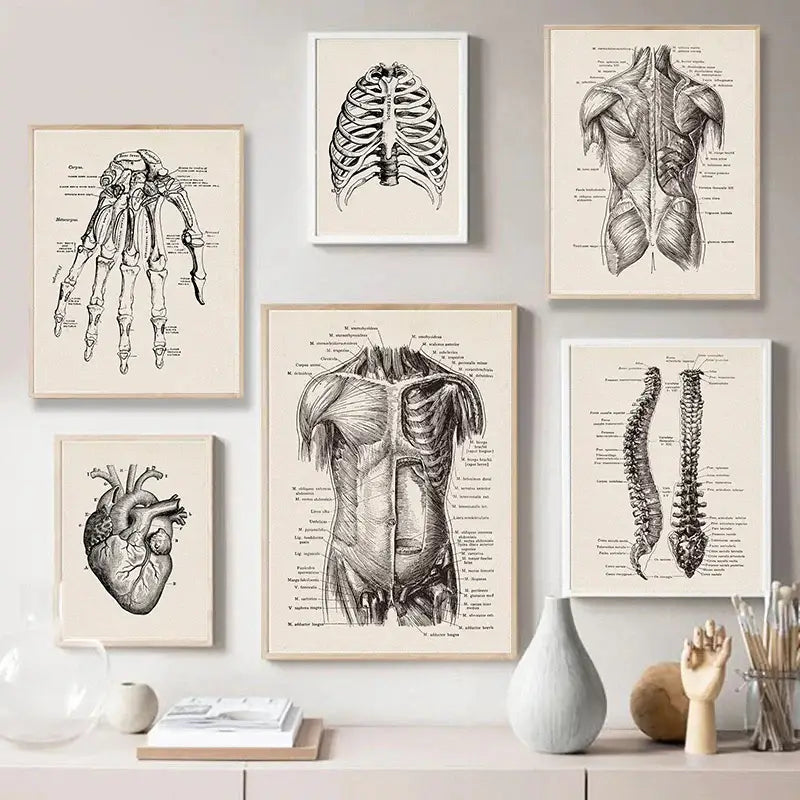 Set of six framed vintage human anatomy prints on cream paper featuring detailed black and white anatomical illustrations