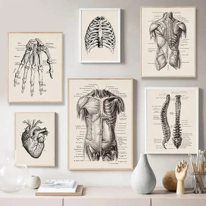 Set of six framed vintage human anatomy prints on cream paper featuring detailed black and white anatomical illustrations